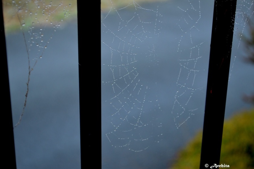 webs
